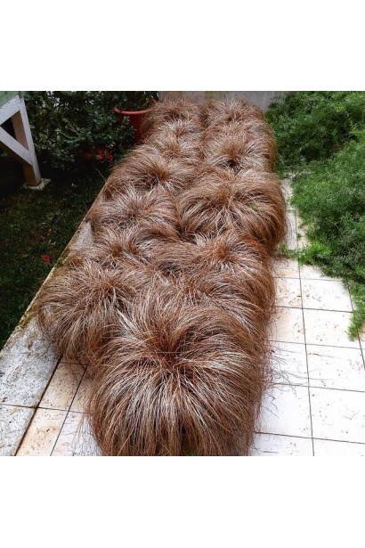 Осока Мілк Чоколейт - яскравий акцент в саду або на клумбі.